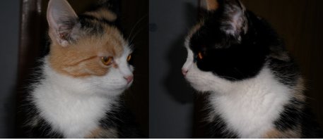 Яна - кошка с двумя лицами!