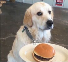 ты посмотри в эти глаза и всё поймёшь