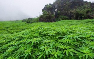 остров мегатрав....