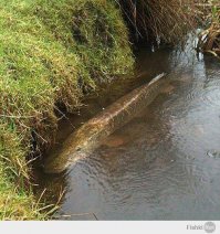 Подводная жизнь в обычной российской реке