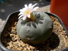 А вот и допинг для воображения