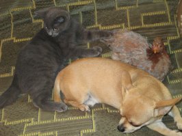 а вот ещё троица