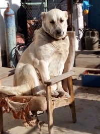 И у меня живет добродушная тушка весом в 60 кг....