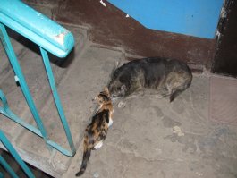 Мурко и Собакирен рады, что комментарии интереснее, чем пост. 
Кстати, Мурка и Гавс дружат.