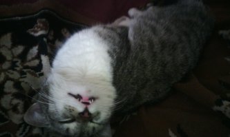 Вот так спал мой зверёныш.