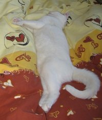 Никто из моих кошек/котов не приходил к нам ночью спать на кровати. Без нас - да, на кроватях спят. Ещё могут вечером на коленях или рядом уснуть, но ночью с нами на кровати - никогда.