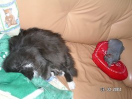 Ну и несколько котодрыхов моих друзей
