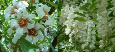 Грецкий орех...