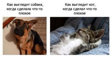 Эта идиллия -пока еды навалом и у каждого в своей миске ...и еще -