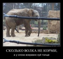 Какого размера у слона?