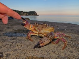 Последнее прости с самочкой краба перед тем как отпустить её в море...У местных жителей строгое табу ,никогда не трогать самок...участь самцов печальна и их участие в пивных посиделках ,только в качестве деликатеса. Отдыхающие, особенно дети нещадно  устраивают геноцид всем, без разбора  таская в номер ,пакеты с  крабьей мелюзгой...