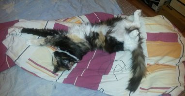 ...мое рыжее "чудовище" =)  

...доча моя  с котенка ее воспитал =) заставляет меня есть...и спать...