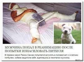 34 самых смешных собачьих фото, известных человечеству