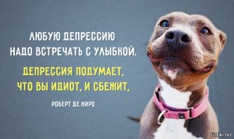 34 самых смешных собачьих фото, известных человечеству