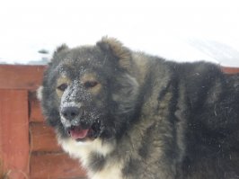 Вот мой, "добрейшей души" собакен. Крайне плохо относится к синеботам и гастерам почему-то.