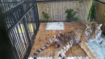 люди туда ходят, чтоб хоть какая то помощь зоопарку была. Из жалости можно сказать. Вот , что с тигрицей в нашем зоопарке было (г. Алматы Казахстан )