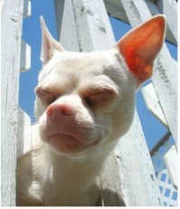 а это что ? чихуа скрещенная с кошкой ? )