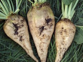 Двоечник,  самогончик из сахарного гонят. Ты его еще свёклой об зови...