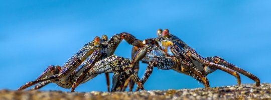 Жили-были раки
раки забияки
Жили раки дружно-
затевали драки