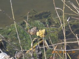 Отмеченные и высветленные природой