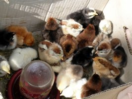 гостил у тесчи на украине, грит, сьезди на рынок, купи цыплят жовтеньких. поехал. как это увидел - купил, привез. щас то представляю, шо она за меня тогда думала... одоробало городское, сказали - желтых... кеды вместо валенок, ониж красивее и детей полный двор, зверинец приехал