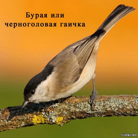 На фото,судя по окрасу-не гаичка,а именно либо большая синица

либо московка или черная синица

но никак не гаичка

И в любом случае-они не настолько мелкие.Судя по масштабу с белкой эта синица должна быть сантиметра три.Таких не бывает.