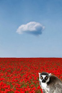 Я не художник, но на одной фото есть лишнее, а на другой - не хватает...