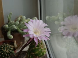 Вот мой, цвел как то странно, два раза в тот год - в мае и в сентябре  И так было только один раз, а ему лет 15.