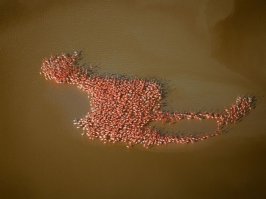 Это типа "я сфотографировал для тебя фламинго в форме фламинго, чтобы ты мог смотреть на фламинго из фламинго"? ;)