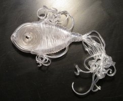 самая популярная прозрачная рыбка на постсоветском пространстве