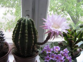 я и не знал, что кактусы так красиво цветут
пока мой не выдал нам это