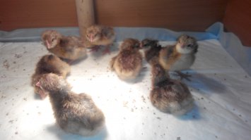 у меня сегодня в ночь история с вылуплением
тоже будет куча петухов
эээх!

только вылупившиеся и обсохшая банда