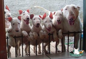 Ну, так, чисто поржать