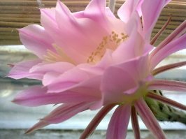 розовый цветет почти каждый год раскрываясь на сутки, очеь сладко и приятно пахнет, а вот белый зацвел первый раз и пах мягко говоря странно- смесь запахов вонючих носков и какой то тухлятины