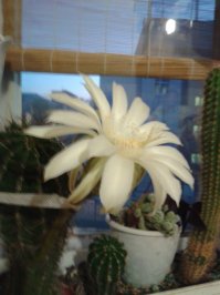 розовый цветет почти каждый год раскрываясь на сутки, очеь сладко и приятно пахнет, а вот белый зацвел первый раз и пах мягко говоря странно- смесь запахов вонючих носков и какой то тухлятины