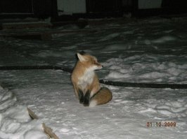 в дикой природе, где зверя не обижают, он вполне нормально соседствует с человеком