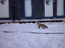 в дикой природе, где зверя не обижают, он вполне нормально соседствует с человеком