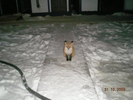 в дикой природе, где зверя не обижают, он вполне нормально соседствует с человеком