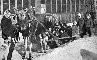 Вполне себе домашнее животное ;)