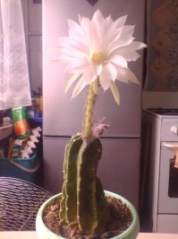 Тоже долго стоял и на Пасху зацвел