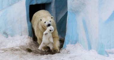 Красота дикой природы