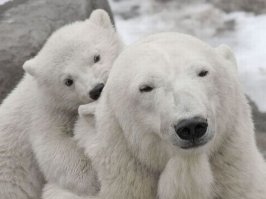 Красота дикой природы