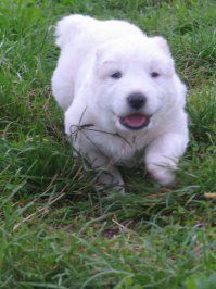 Ну очень хозяйственный алабай