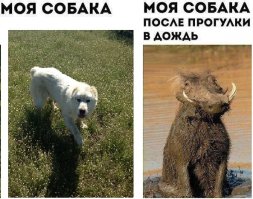 Ну очень хозяйственный алабай