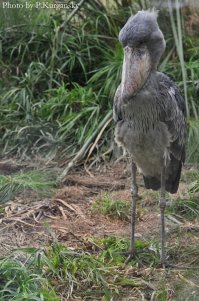А вот и китоглав. Там же, в Праге.