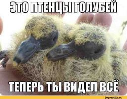 Самые крупные птицы мира