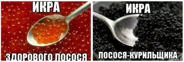 Добыча чёрной икры в Астрахани в 1960-м году