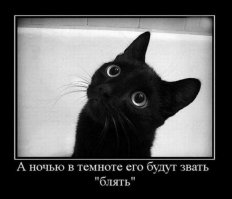 Ночью в темноте всех котов зовут "Блять"