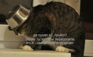 Домотиваторы на тему коты