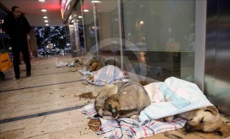 Вы правы! Турки к собакам относятся прекрасно 
"Администрация одного из торговых центров Стамбула приютила в стенах здания десятки бездомных собак в связи с аномальными холодами, обрушившимися на Турцию.
Как сообщает Trend.az, речь идет о магазине в районе Бакыркёй, специализирующемся в основном на продаже продуктов питания и одеял.
Размещенные в соцсетях фото животных, лежащих на подстилках и укрытых одеялами, набирают тысячи лайков.
«Бездомные животные очень нуждаются в человеческой доброте, особенно в такую непогоду. Помогите им, поделитесь теплом вашего сердца, и они будут благодарны вам до конца жизни», — заявил турецкий защитник животных Эдже Оджал.
Кроме того, работники ТЦ досыта накормили четвероногих." 
А еще у них есть автоматы с кормом. Миски с водой во время жары. И все собаки там под надзором, привитые и стерилизованные